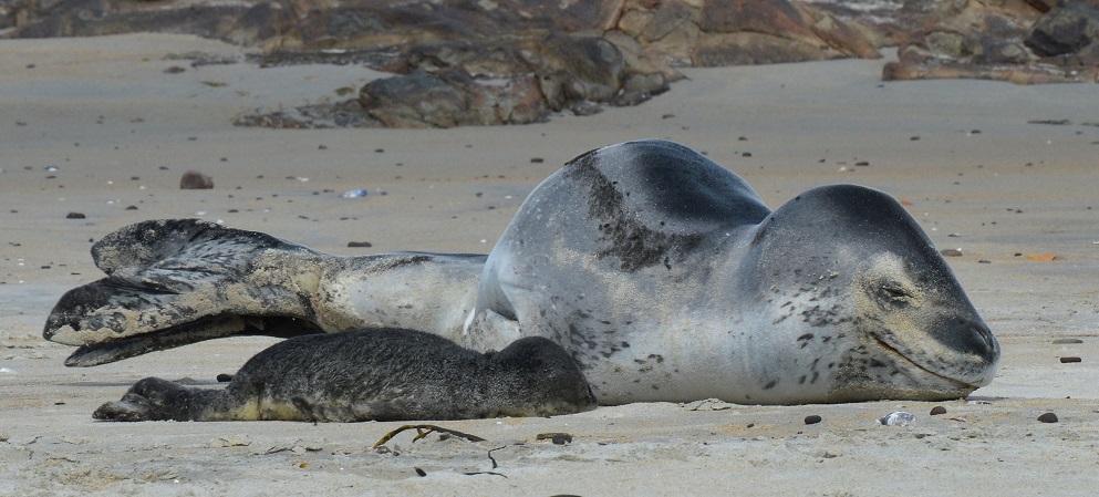 A leopard seal sleeps on St Kilda Beach with her pup after giving birth earlier yesterday. Photos...