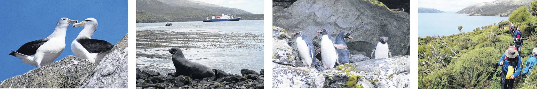 Breeding Salvin's albatrosses on the top of a Bounty Island (left); a beachmaster sea lion guards...