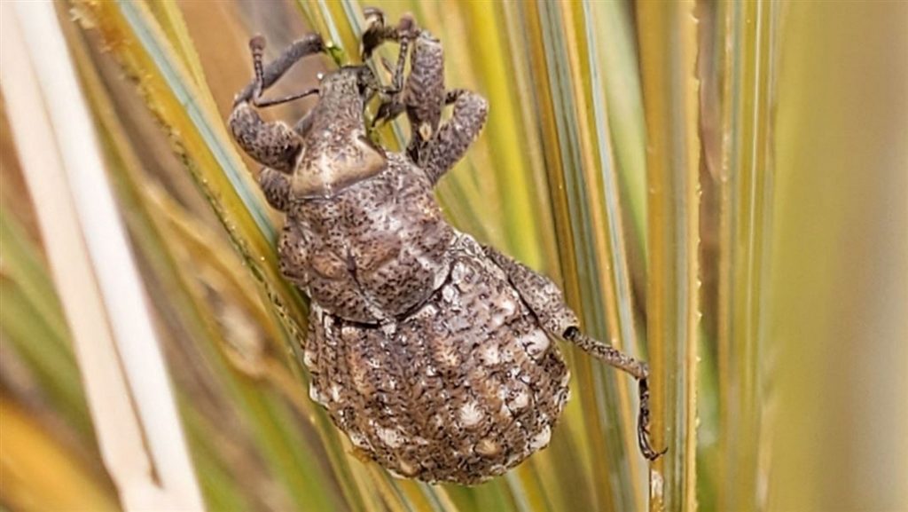 A Canterbury Knobbled Weevil found by John Evans. PHOTO: SUPPLIED