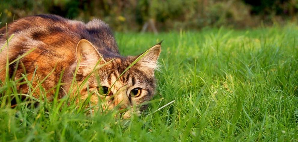 The council confirmed no new rules would be put in place restricting ownership of domestic cats....