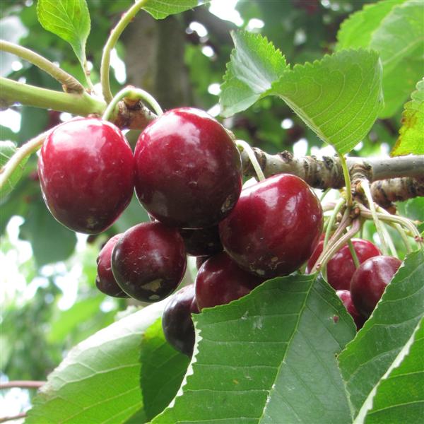 Cherry exports have reached their best levels since 2017 and other stone fruit exports have...