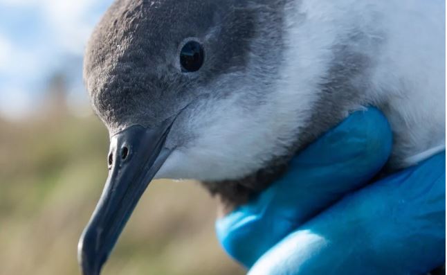 An injured Hutton's shearwater receives medical attention after crash landing. Photo: LDR /...