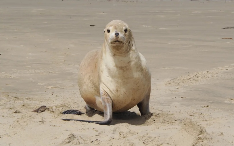 A sea lion at Cannibal Bay in the Catlins, one of the beaches where bad behaviour is forcing a...