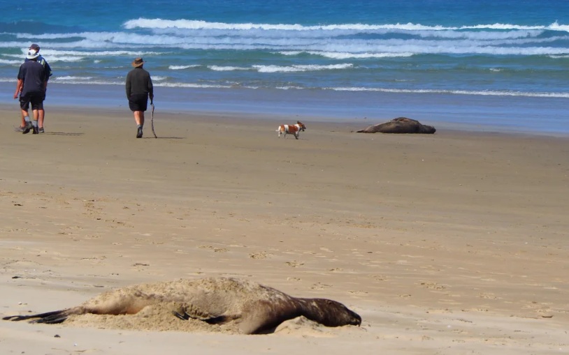 An off-leash dog approaches a sea lion resting at Surat Bay Beach. Council guidelines say dogs...