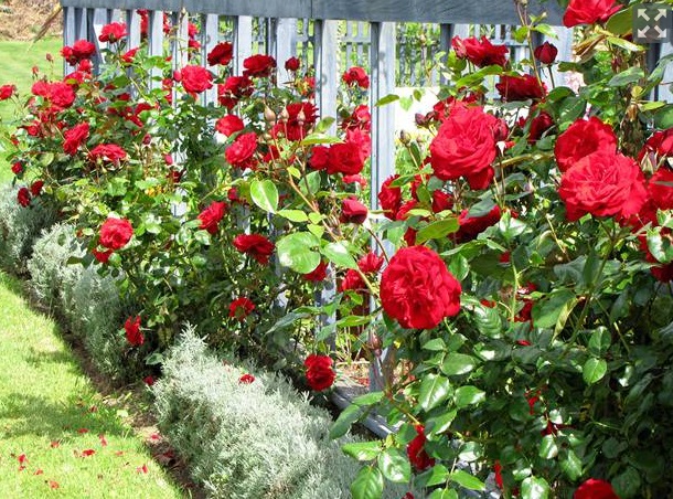 Dublin Bay, one of Sam McGredy's New Zealand-bred roses. Photo: NZ Herald