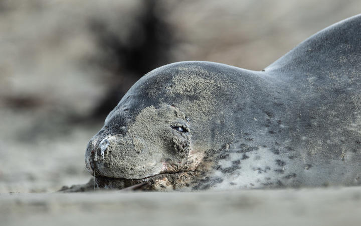 One of the leopard seals lounging on Christchurch beaches this lockdown. (This photo was shot...