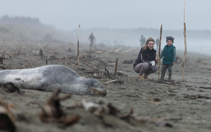 Lockdown beachgoers spotted this leopard seal at a Christchurch beach. (This photo was shot with...