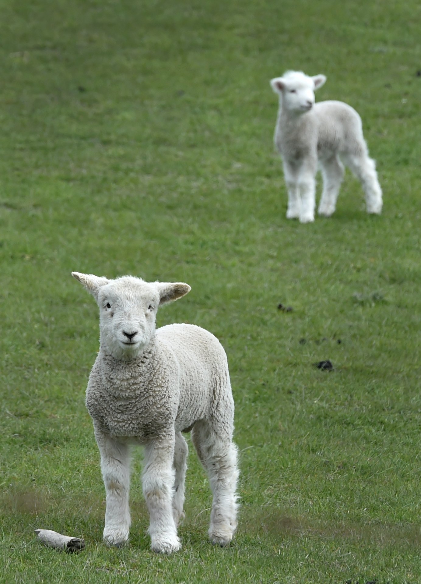 In Otago-Southland, total sheep numbers dropped by 3% to an estimated 6.57 million. PHOTO: PETER...