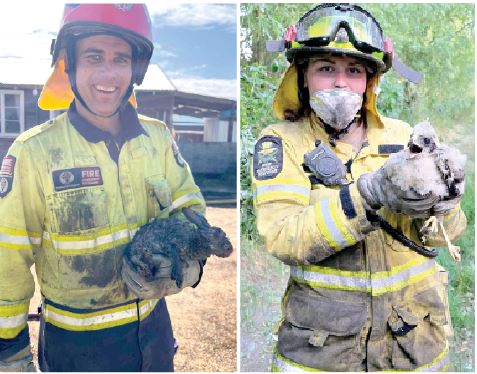 Dunsandel Volunteer Fire Brigade station officer Luke Bain with a rabbit picked up during the...