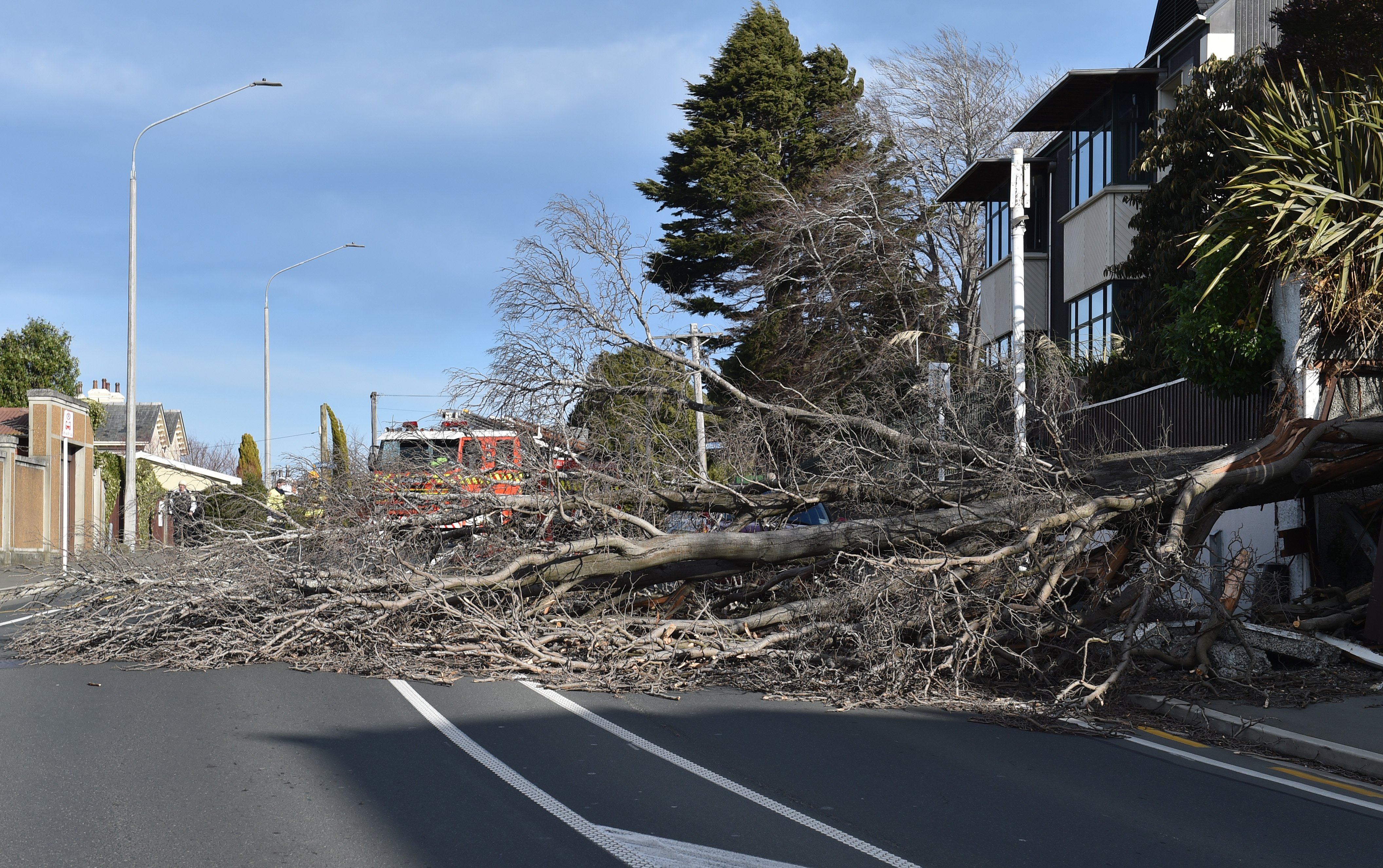 A large tree has fallen onto Highgate outside Columba College. PHOTO: GREGOR RICHARDSON