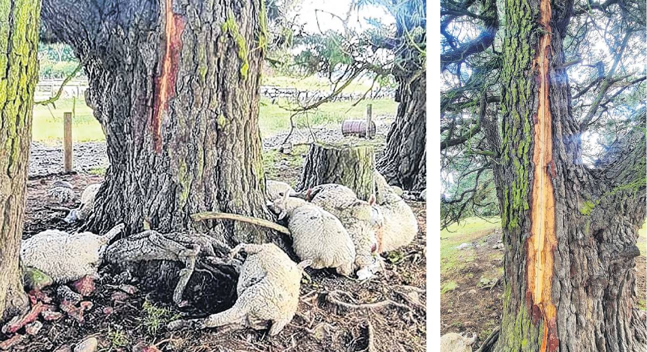 The old man pine tree was believed to have been struck by lightning. PHOTO: SUPPLIED