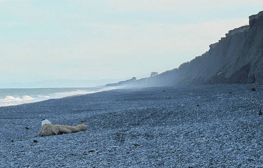 The giant teddy bear was discovered drenched on the shore of Pendarves beach. Photo: Supplied