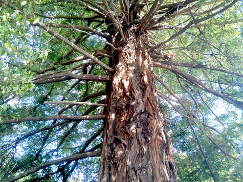 A 24m redwood was cut down last Thursday. Photo: Supplied