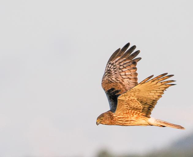 An Australasian harrier/kāhu. PHOTO: SUPPLIED