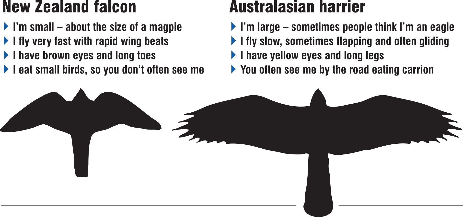 NZ Birds of Prey, NZ Falcon, Harrier