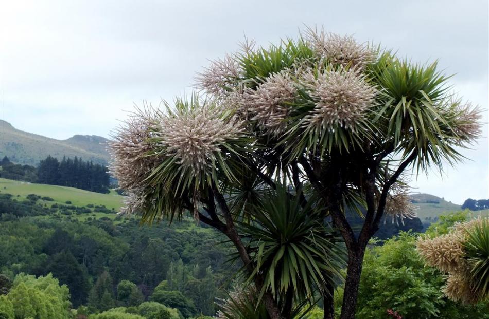 The ti kouka, or cabbage tree. Photo: ODT files 