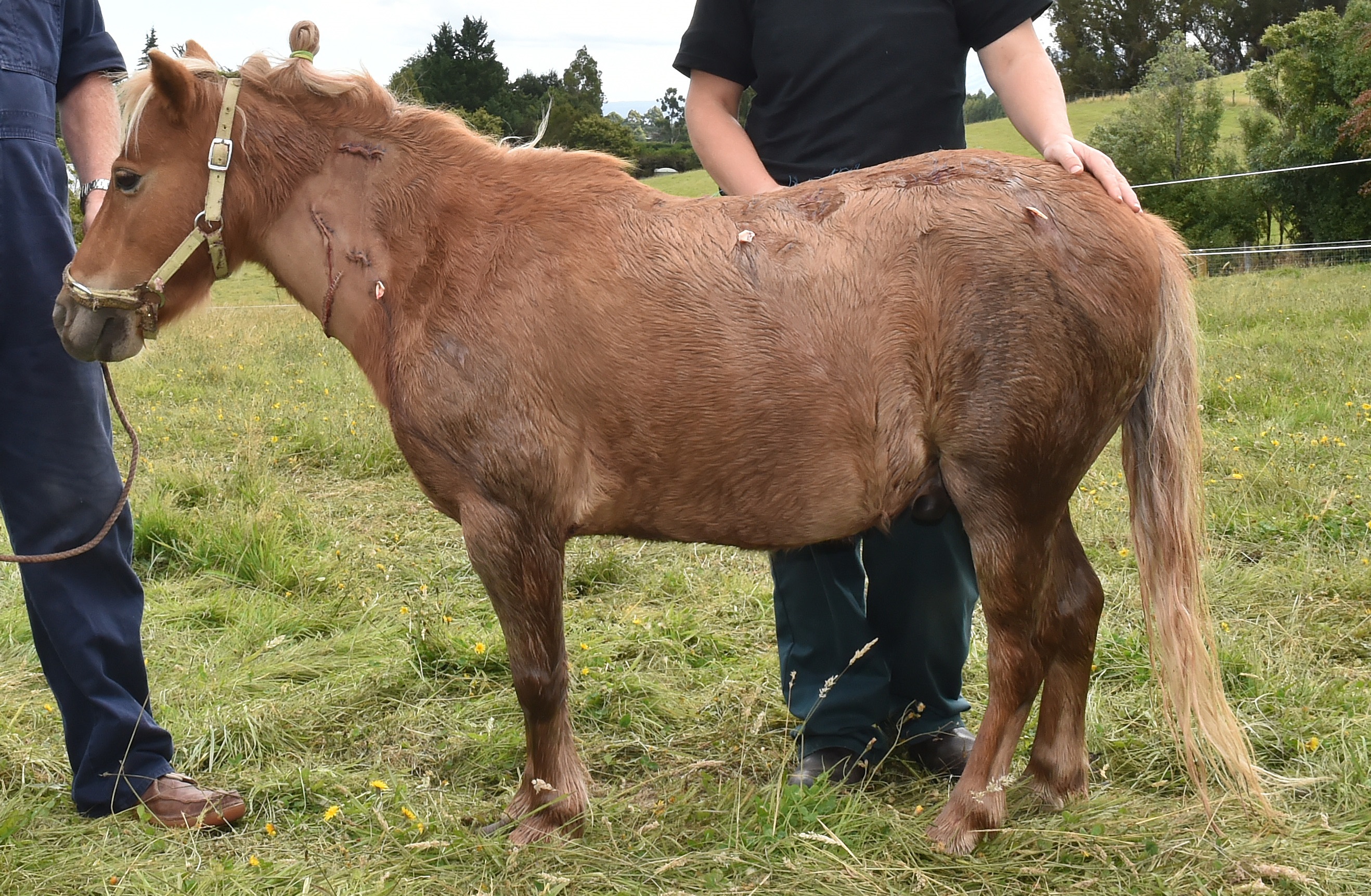 The horse was taken to Invermay for emergency treatment and seemed to be recovering before it...