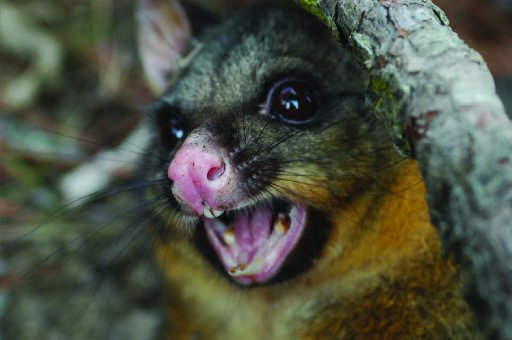 Police were called to a Calton Hill home in the early hours after a possum climbed in a bedroom...