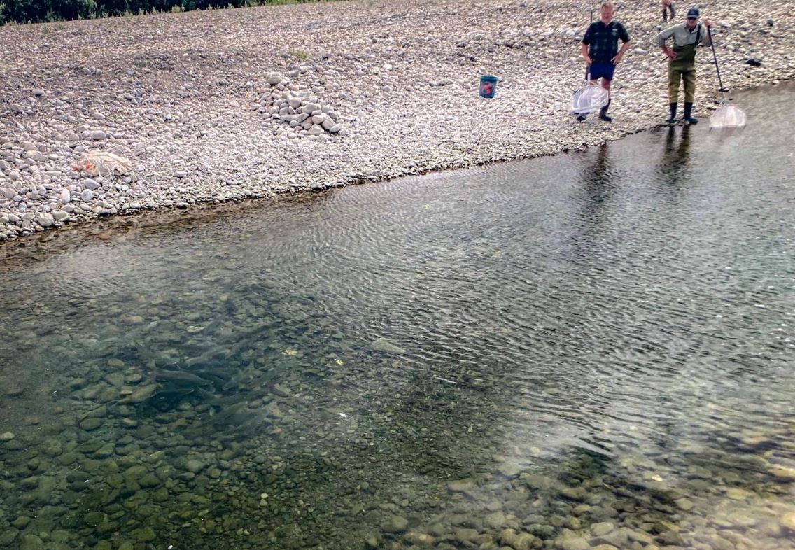 Fish & Game staff are hoping for wetter conditions to help reconnect the Ashley River's water...