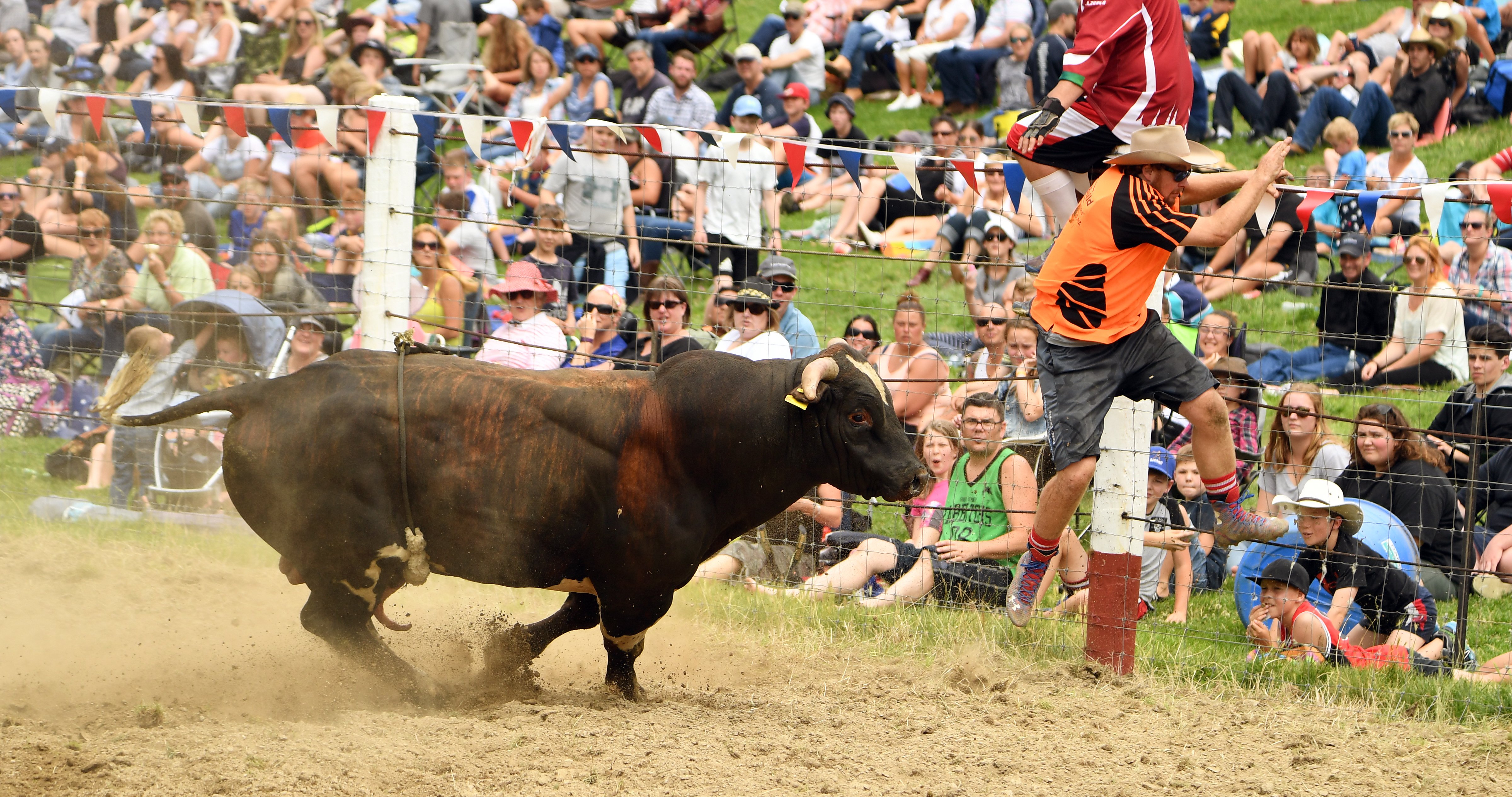 Tables turned? Cowboy Will Jamison runs away from a bull at the Outram rodeo in 2017. PHOTO:...