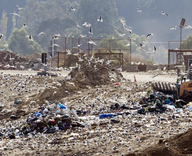 Gulls swarm the Green Island landfill. PHOTO: ODT FILES