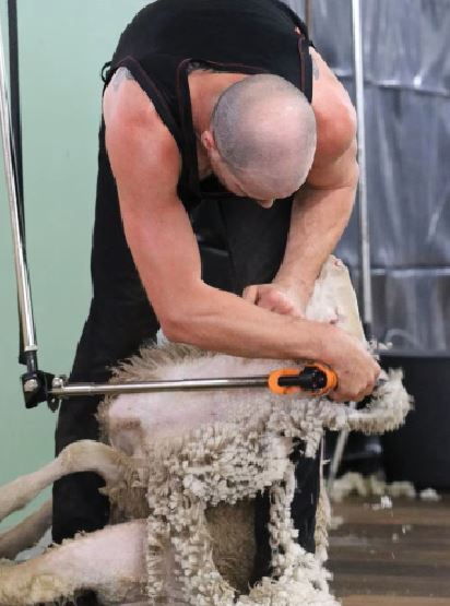 Canterbury-bred shearer reclaims world record