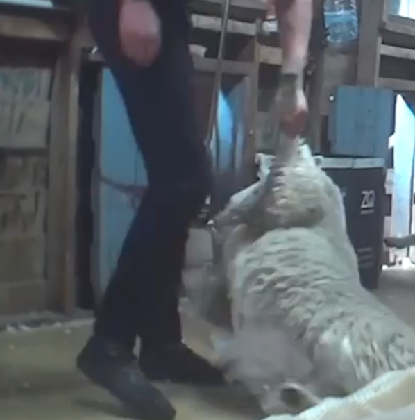 A sheep is twisted around by one leg. Image: Peta 