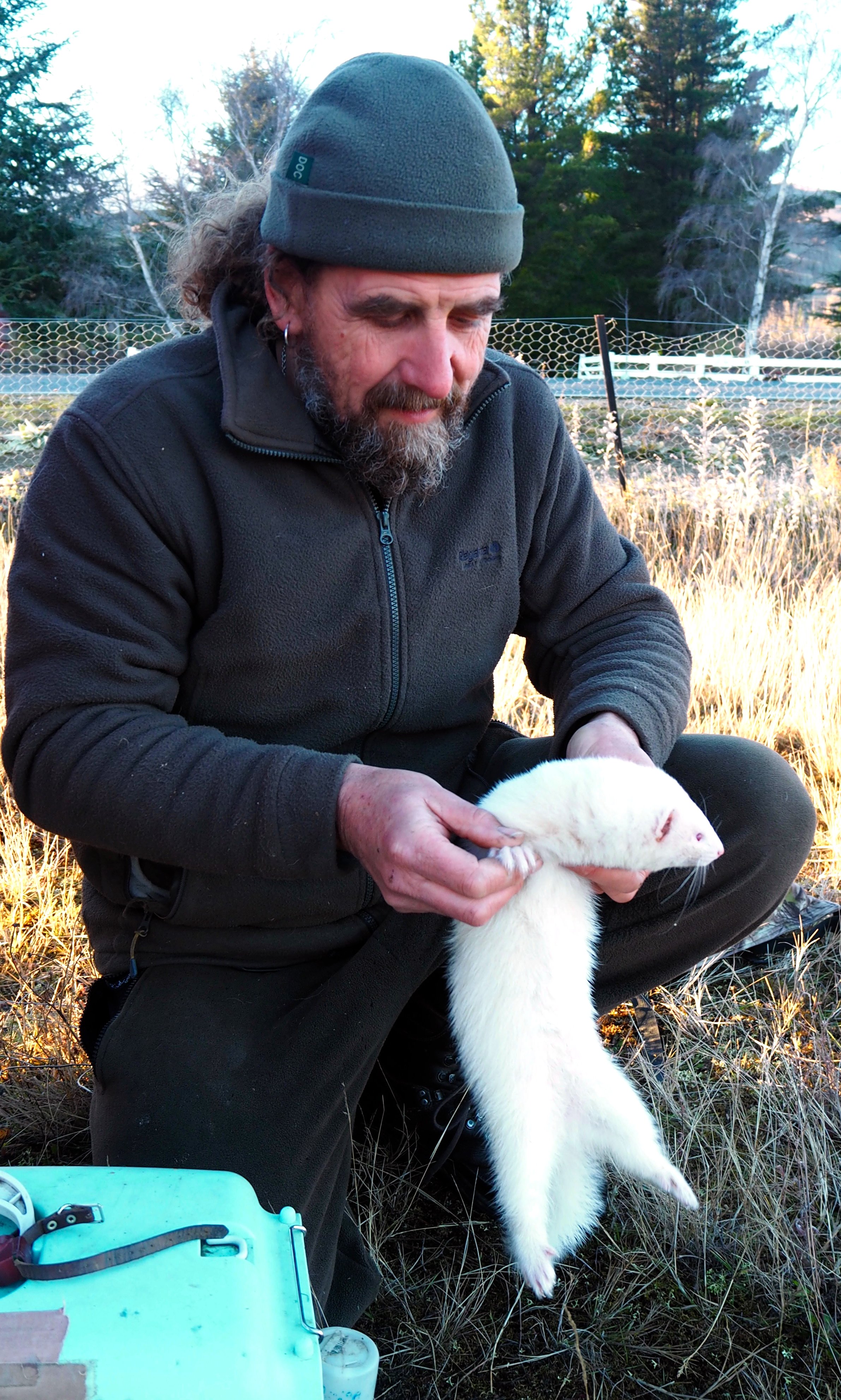 Rabbiting clearance with ferrets