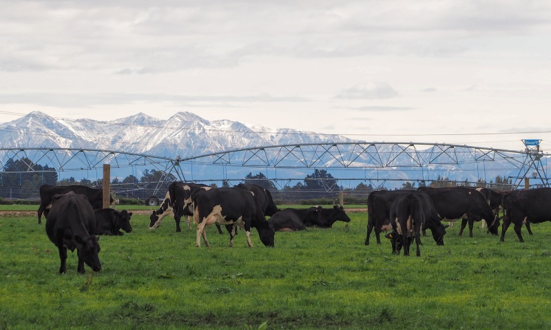 The influence of intensive dairy farming on human health is under the spotlight for its role in...