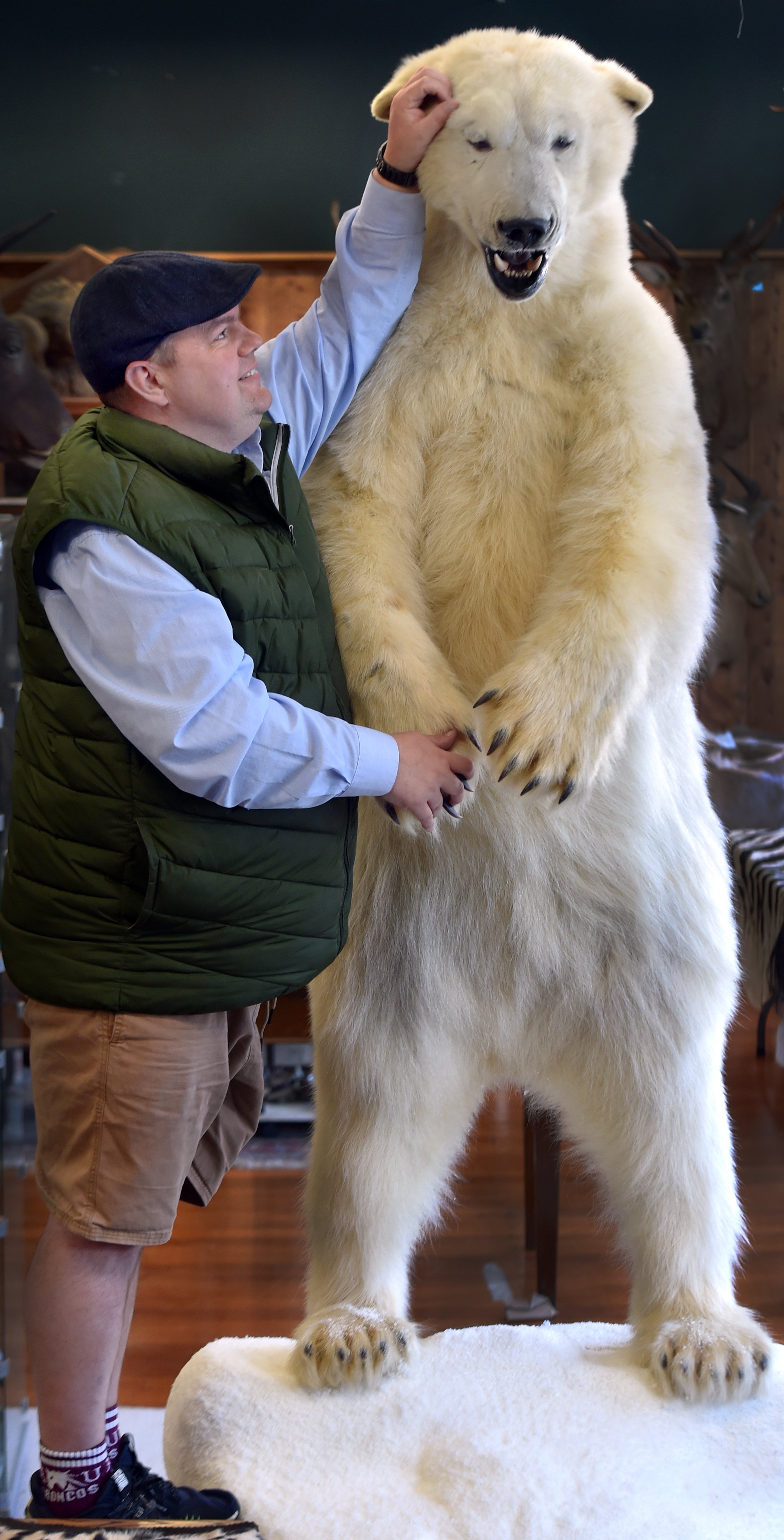 stuffed polar bear taxidermy