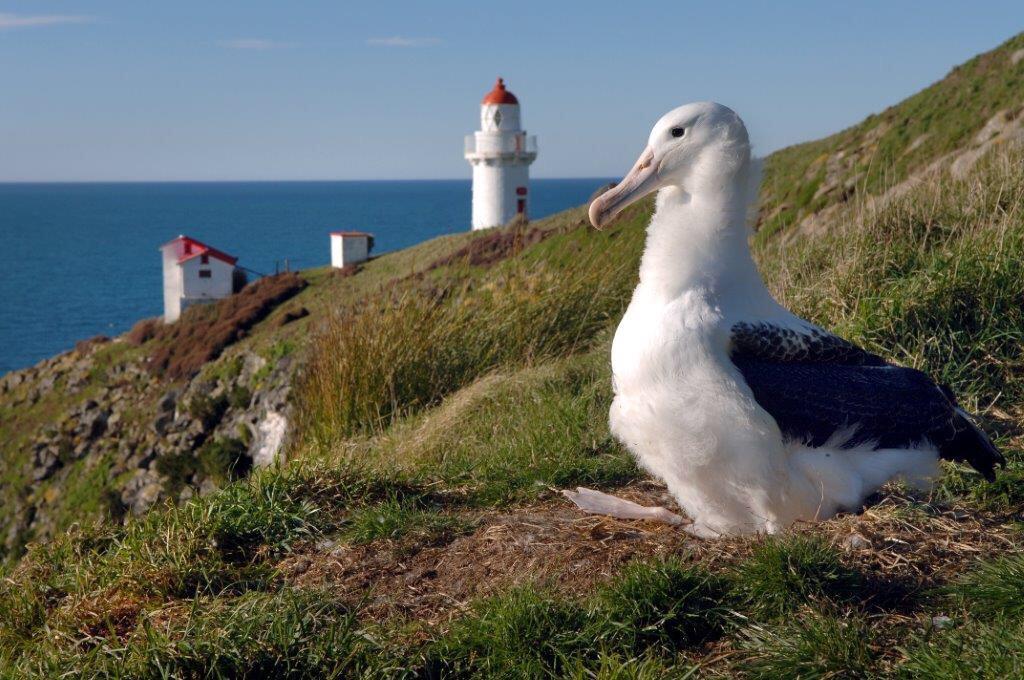 Taiaroa Head is home to the world's only mainland royal albatross breeding colony. Photo: ODT files 