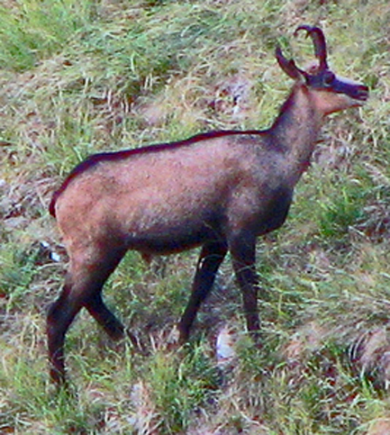 Row erupts over chamois harvest