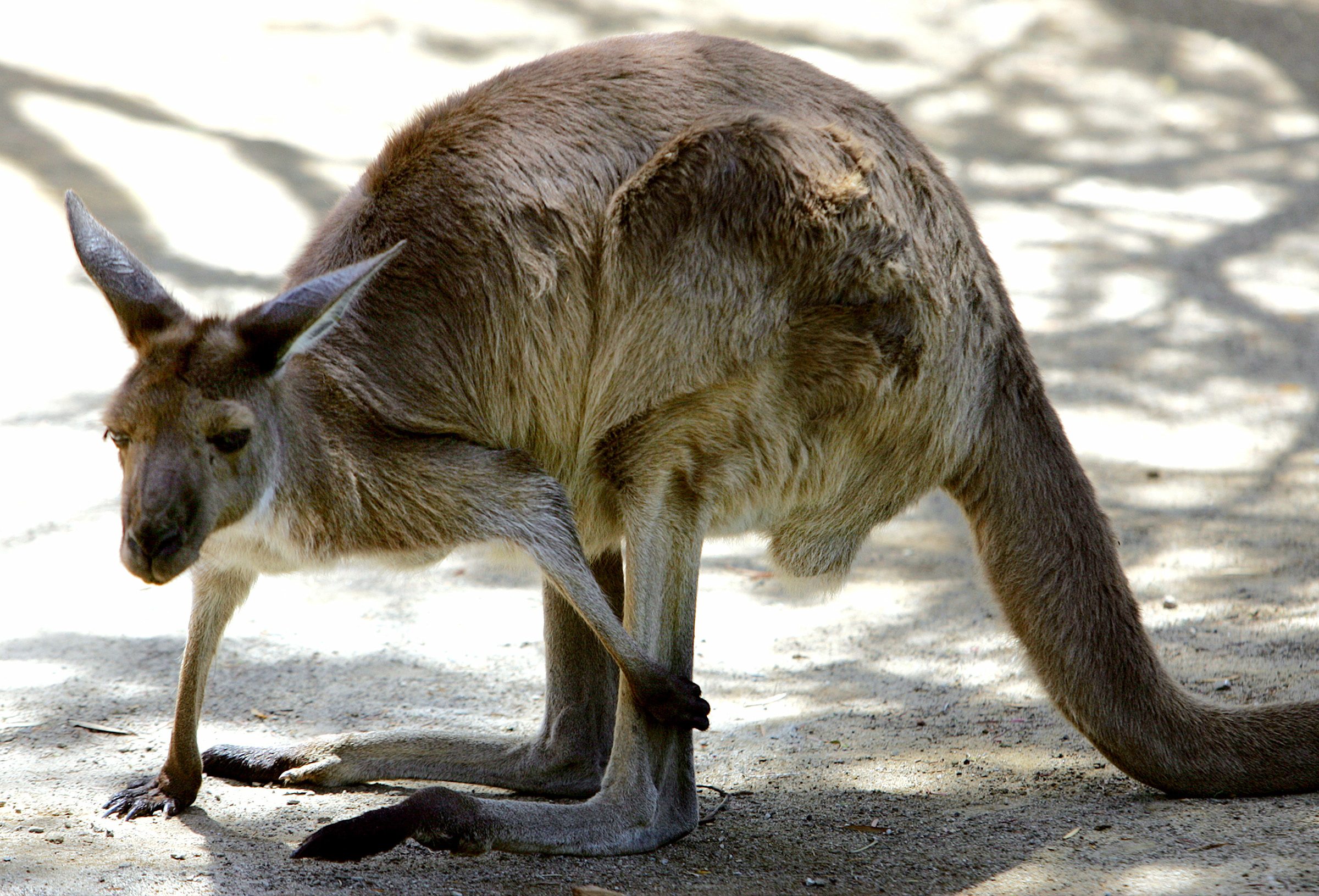 Kangaroo 2005