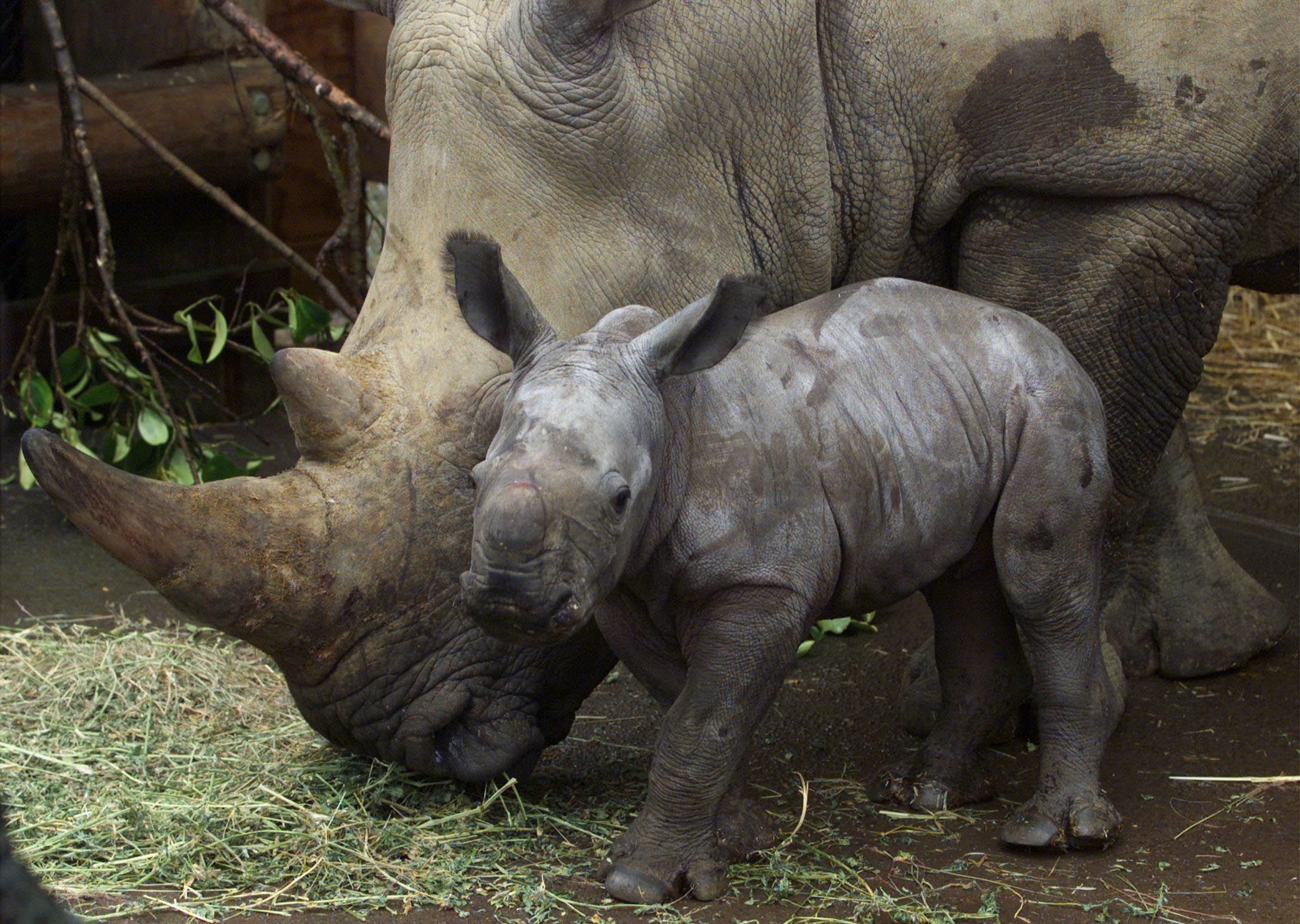 Orana Wildlife Park is among the NZ zoos giving their animals Christmas treats. ``The rhinos love...