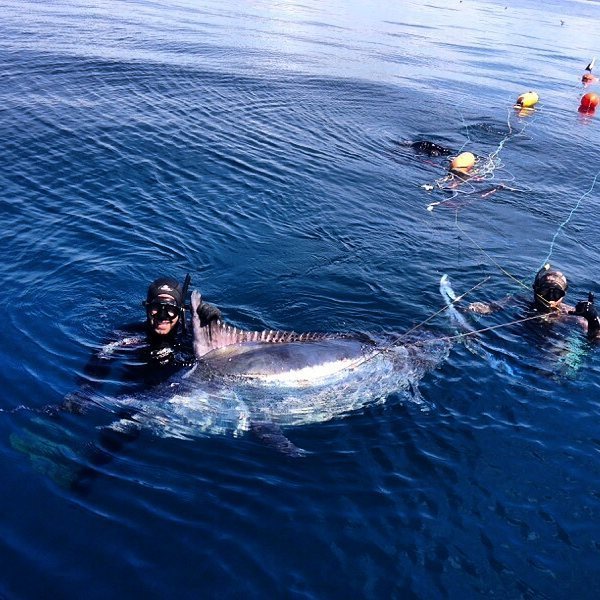 Former Olympian catches first NZ black marlin