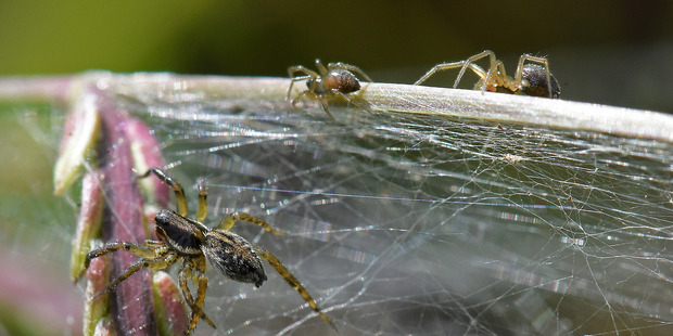 Thousands of spiders have created a giant cobweb blanketing part of Papamoa as part of their...