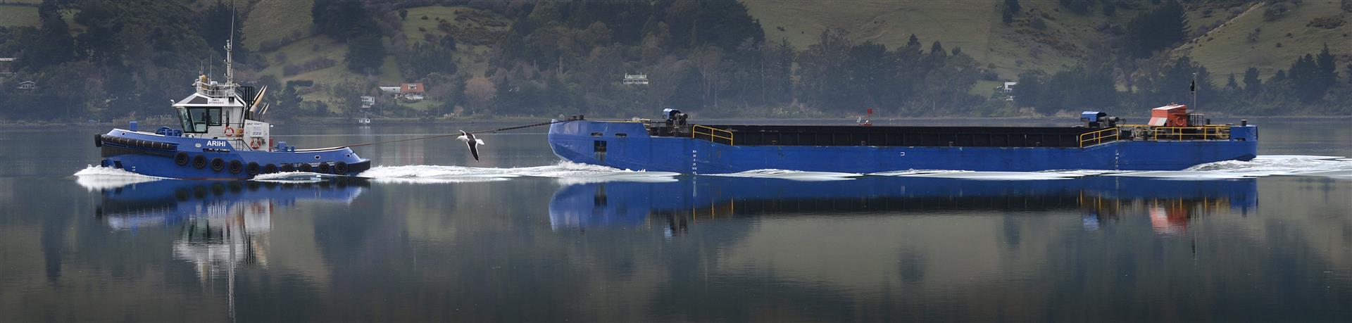 A seagull accompanies Port Otago's tug Arihi and barge Hapuka as they head down Otago Harbour yesterday. Photo: Gerard O'Brien