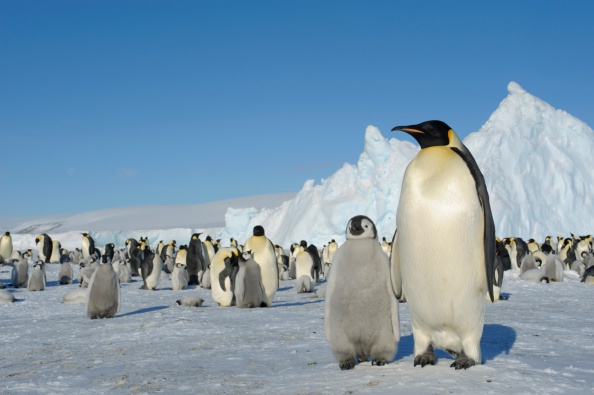 Giant penguins roamed Otago | Otago Daily Times Online News