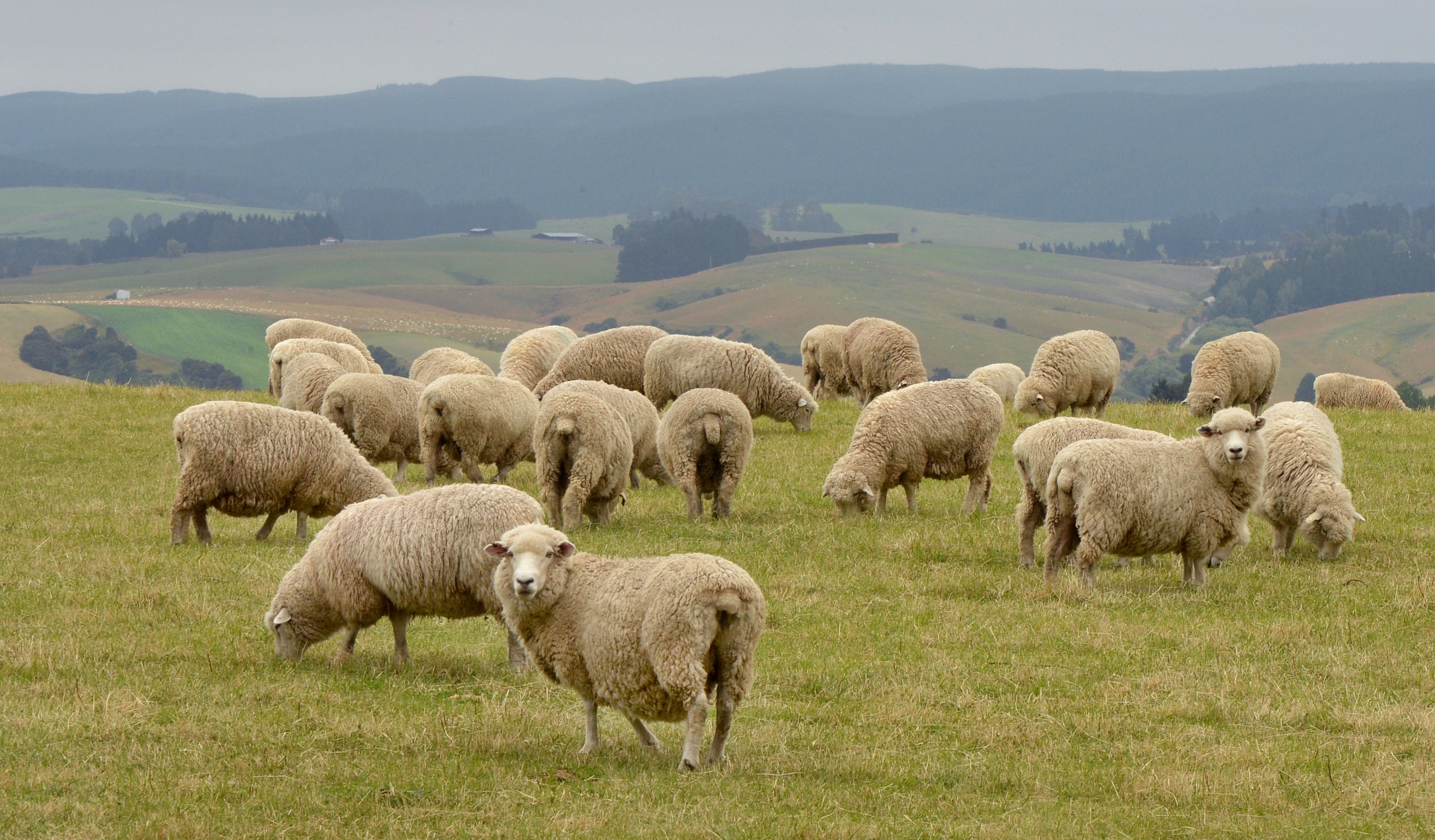 Prices for sheepmeat remain firm because of tighter supply from Australia and New Zealand. Photo: Stephehn Jaquiery.