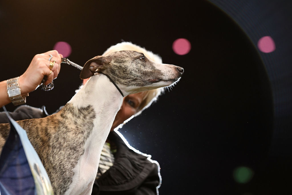 Tease the Whippet wins Best In Show on day four of the Crufts dog show at the NEC Arena in...