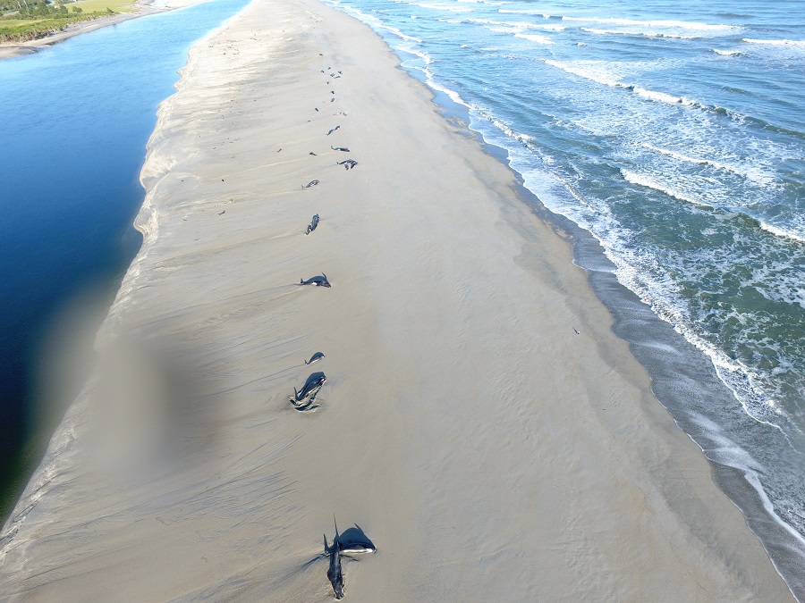 Some of the 38 pilot whales stranded on the spit at the Okuru River mouth. Photo Supplied