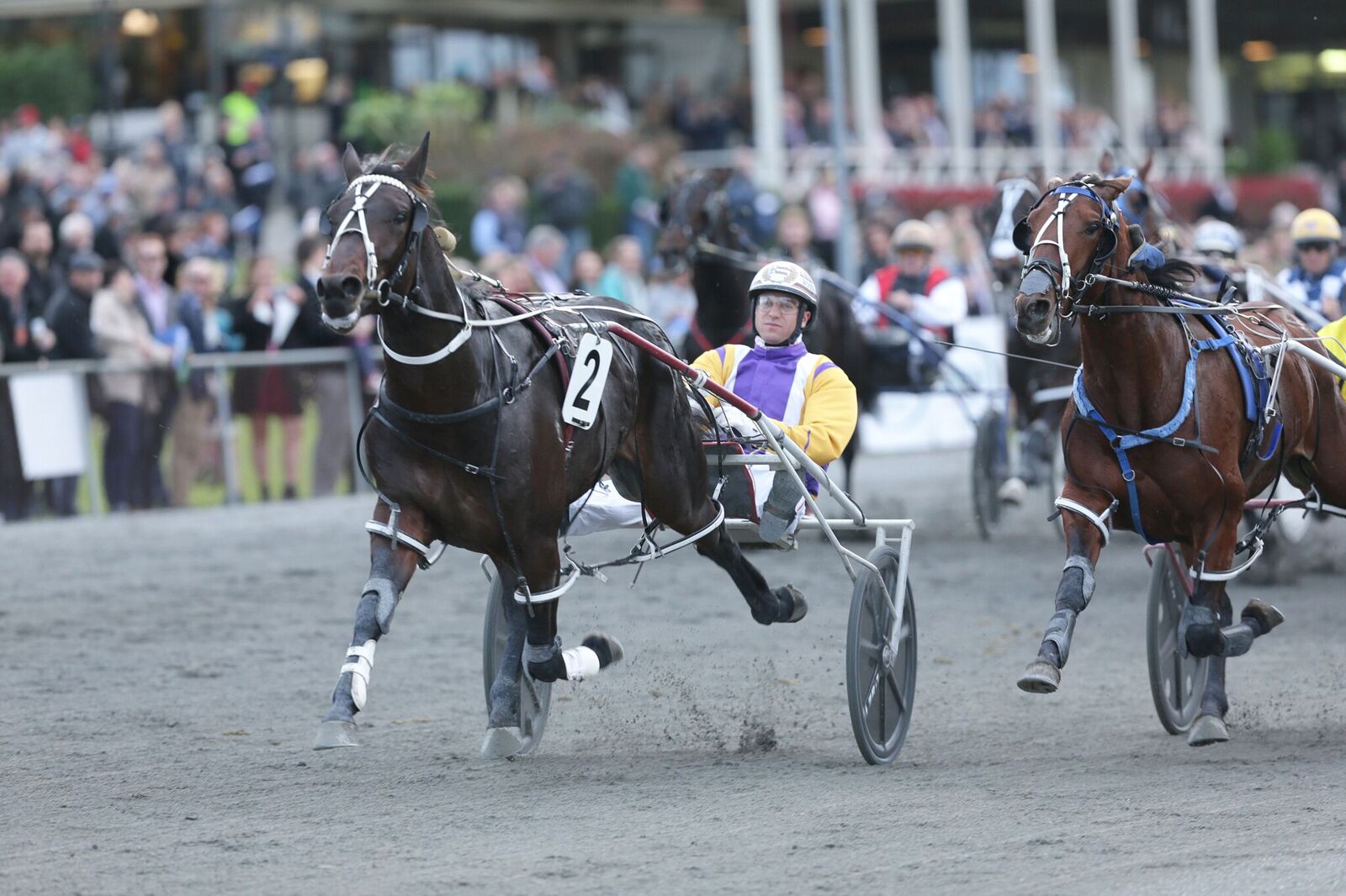 Pat's Delight wins the Harness Jewels 3yr-old male pacers' final at Cambridge. Photo: Trish Dunell. 