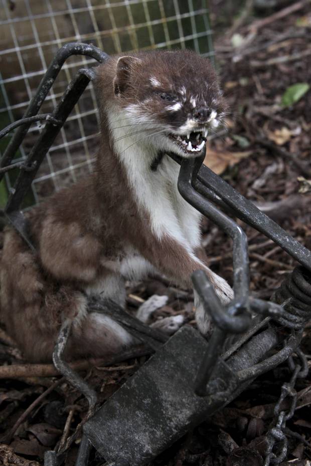 A stoat, snapped in a trap near in rural Havelock North. The cagey creatures are notoriously...