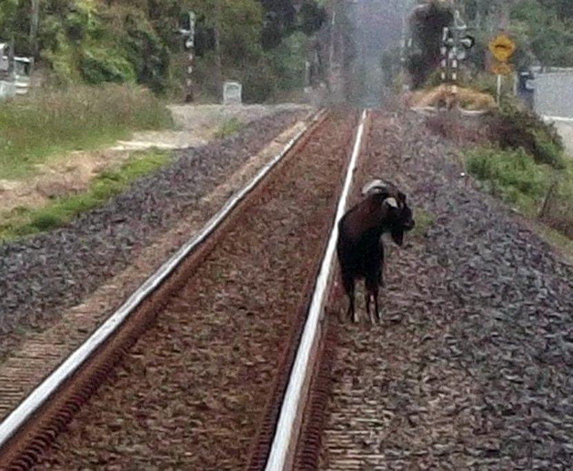 The goat believed to be the one tasered in December.PHOTO: STEPHEN CARTER