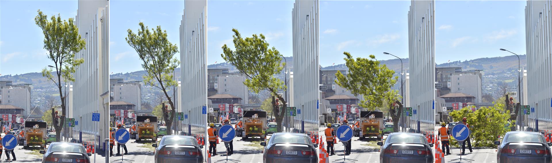 Workers fell a tree in Cumberland St as work on the final section of the one-way cycle network begins yesterday. Photo: Gerard O'Brien