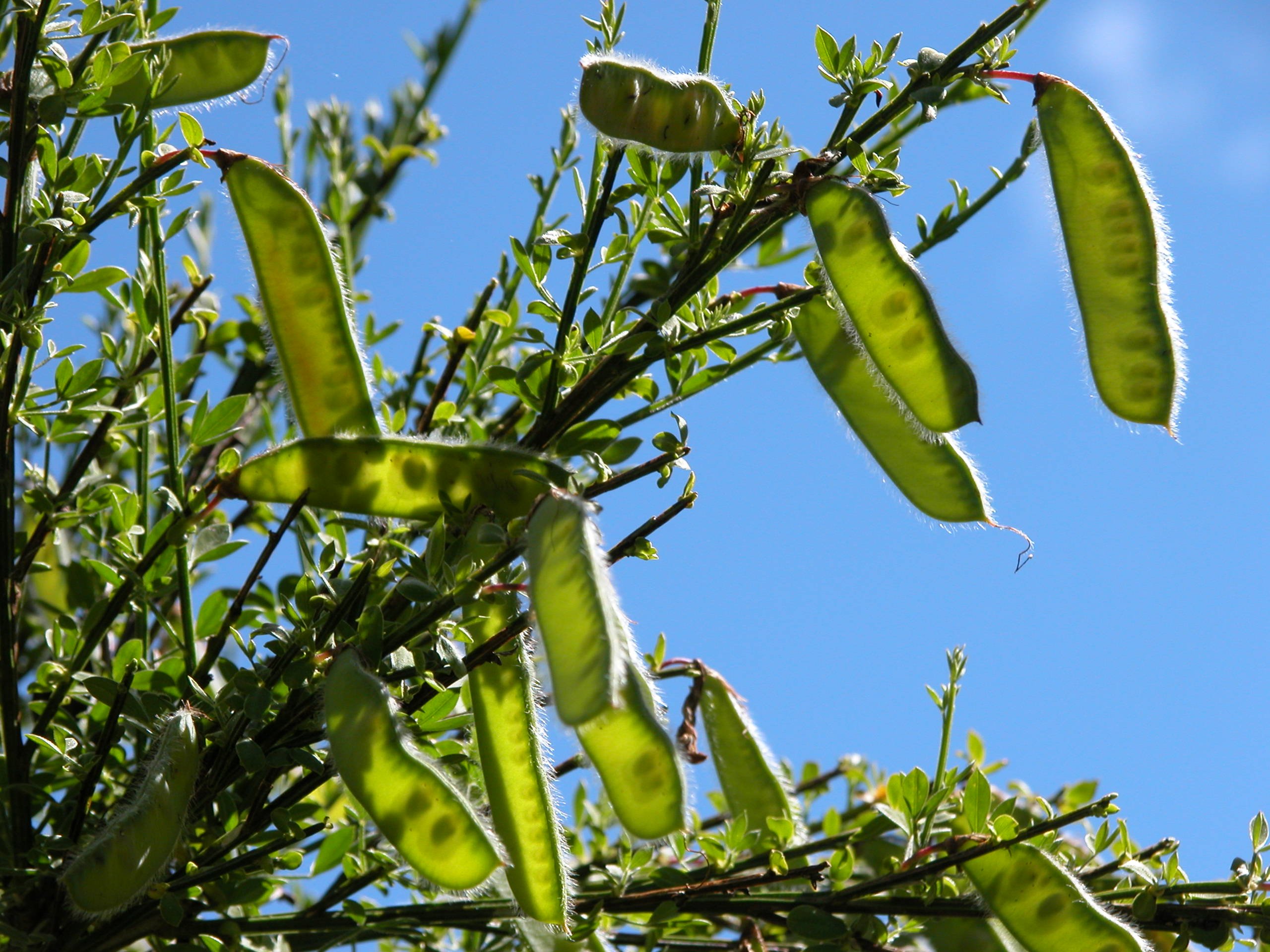 Broom, before the gall. Photo: ODT