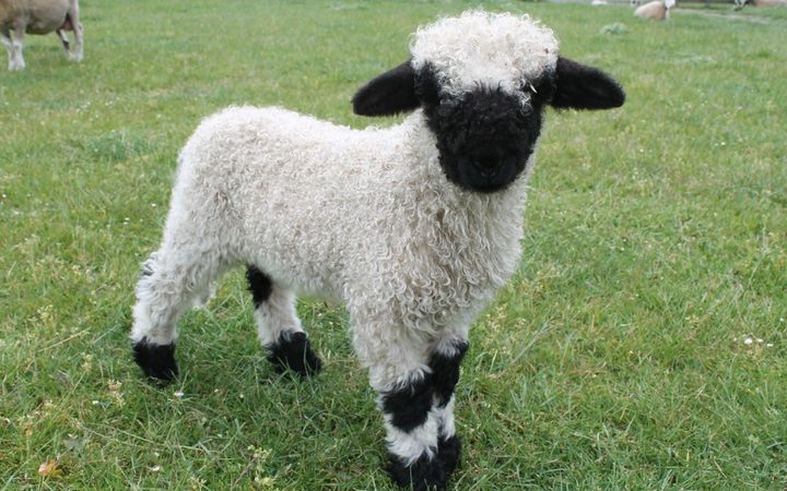 The Swiss Valais Blacknose is known as the "cutest sheep in the world'. Photo: Supplied via RNZ