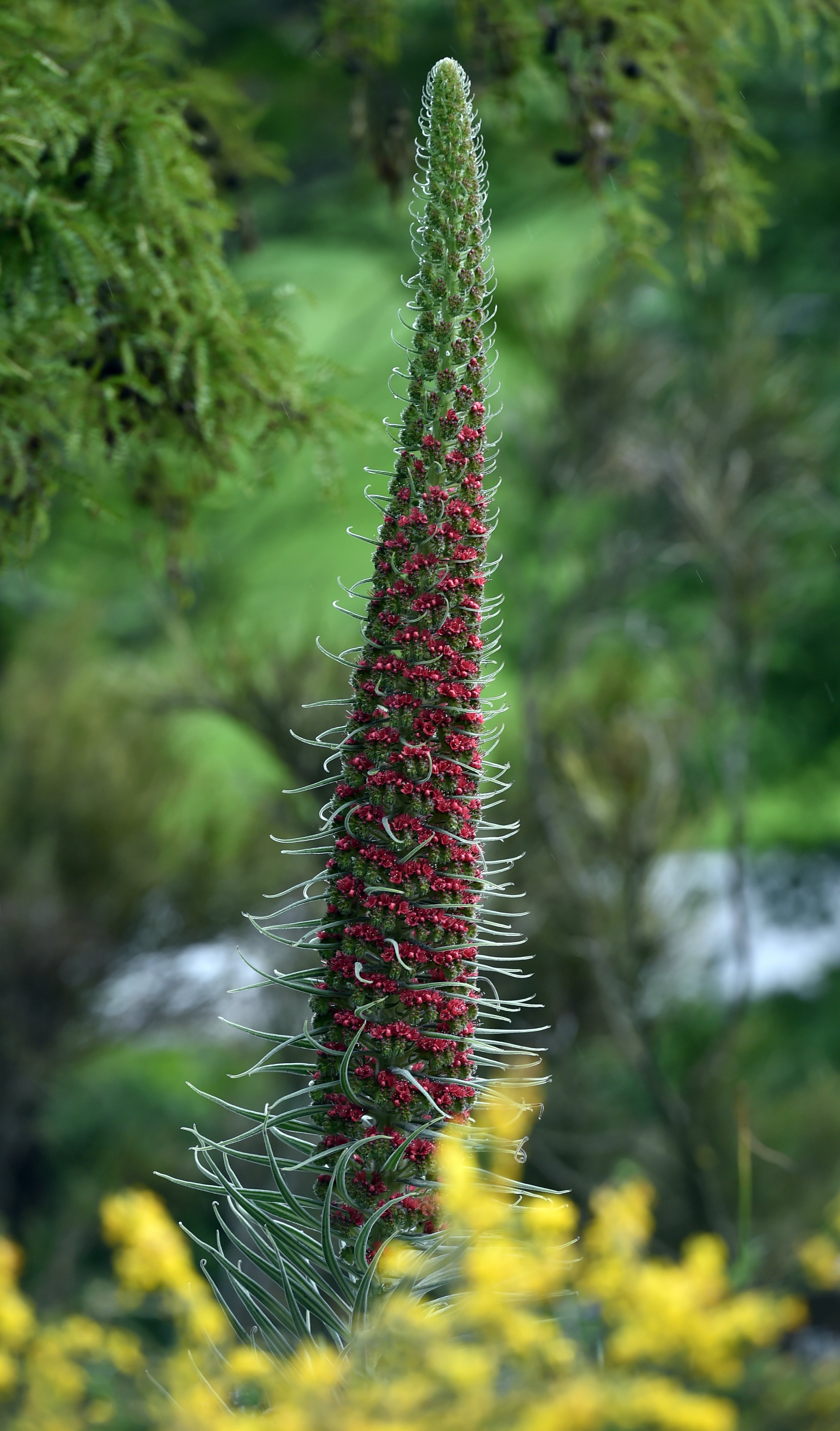 Echium wildpretii. Photo: Peter McIntosh 