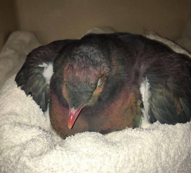 The protected bird is now in the care of Project Kereru in Dunedin. Photo: Facebook/Dunedin...