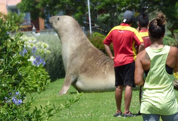 The elephant seal drew a crowd. Photo: Supplied